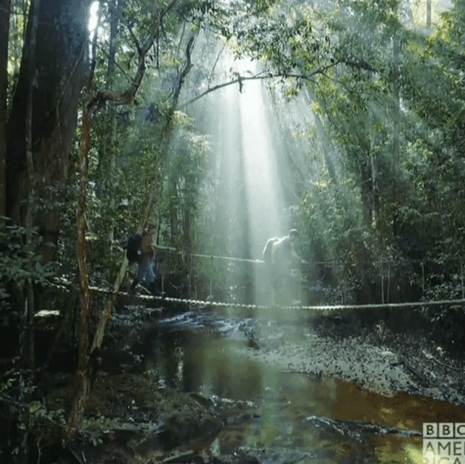 Une scène de forêt sereine éclairée par la lumière du soleil près de l’eau.