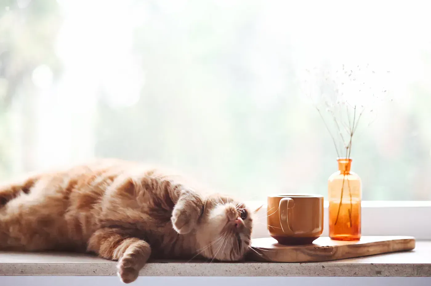 Un chat détendu allongé sur un rebord de fenêtre près d’une tasse et d’une bouteille.